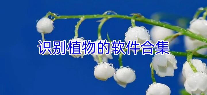 识别植物的软件合集