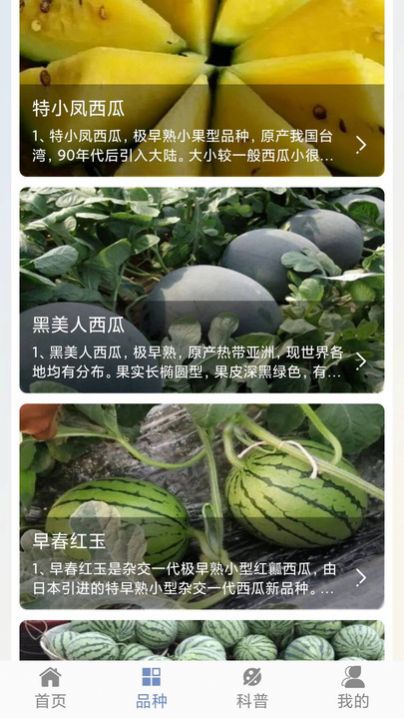 西瓜王國(guó)