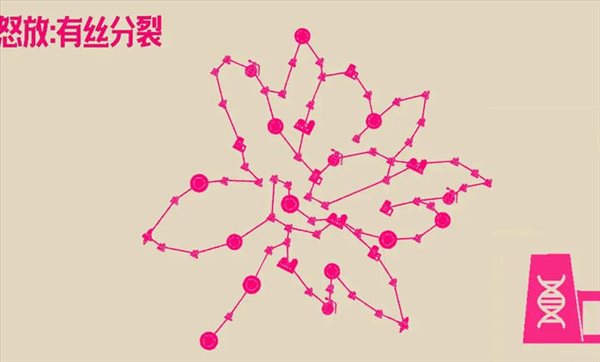 怒放有丝分裂